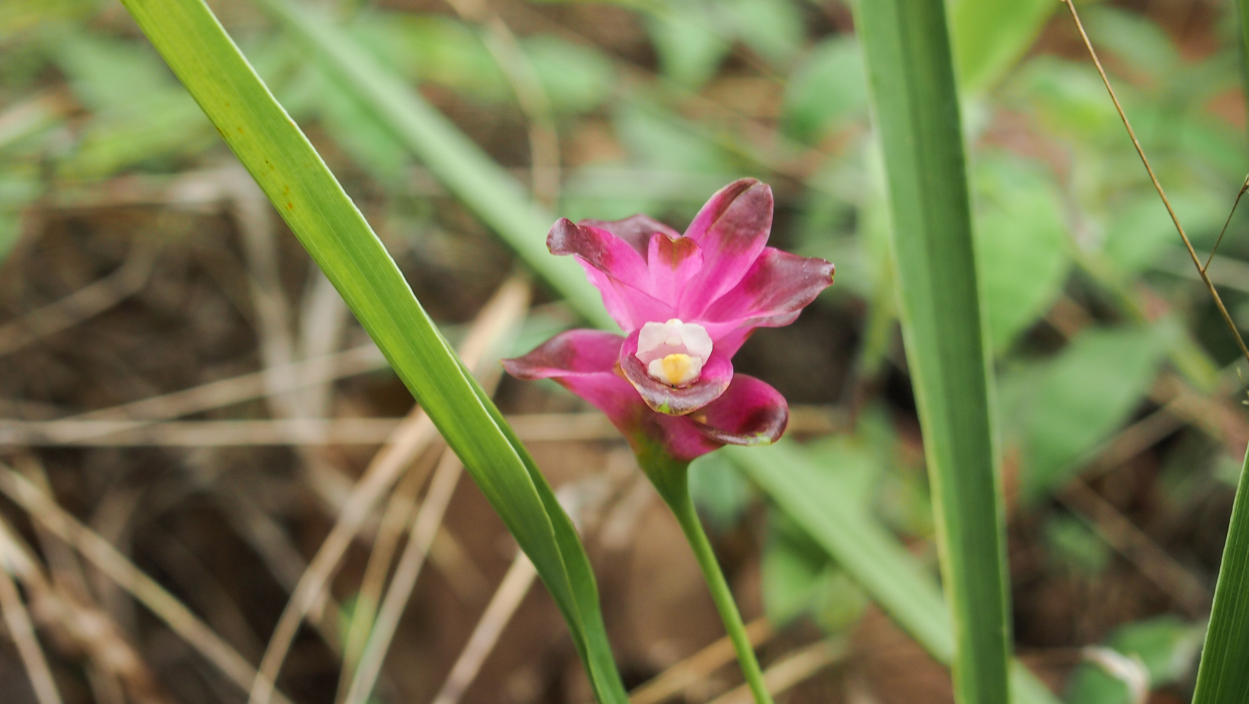 กระเจียวบัว Curcuma sparganiifolia Gagnep.<br/>Zingiberaceae